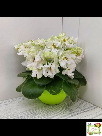 DS-Прекрасное Далеко (Dimetris) 2021 г.