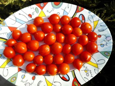 Томат Geranium Kiss-2 (Поцелуй герани- 2, от Гусева)