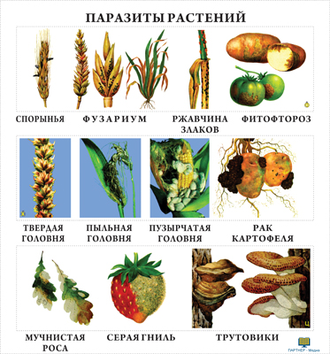 Грибы  (10 шт), комплект кодотранспарантов (фолий, прозрачных пленок)