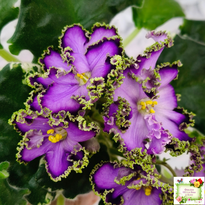 АВ-Пенная Вечеринка (Фиалковод) 2021 г.