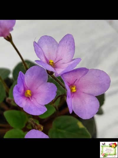 Frosted Fantasy спорт трейлер