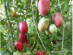 Томат Косентино сел Клауди (Cosentino sel Claudia), Италия