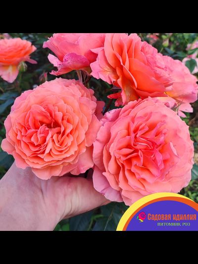 Бельведер (Belvedere)