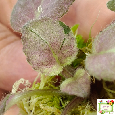 ОЗ-Viola-Tesoro (О. Завадська) листовая химера