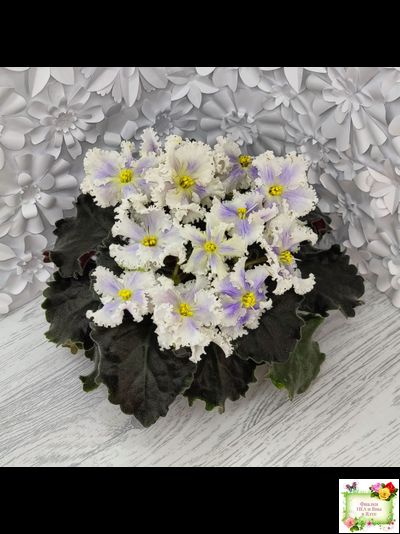 РМ-Золотой Берилл (Н.Скорнякова)