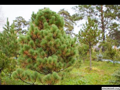 Сосна кедровая фото в саду красовский-сад.рф