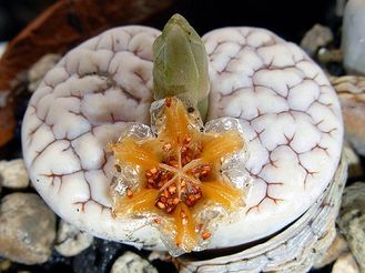 Lithops gracilidelineata v.waldroniae C189 (MG)  - 10 семян