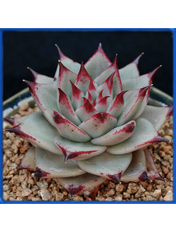 Echeveria agavoides 'Ebony'