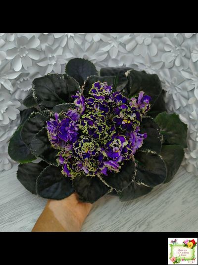 РС-Дремучий Лес (С. Репкина) 2019 г.