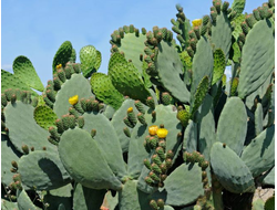 Opuntia - Опунция, Опунция уличная, Опунция морозостойкая, садовый кактус