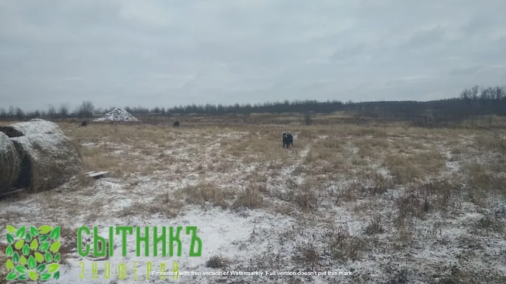 Заказать нубийских козлят с документами ADGA