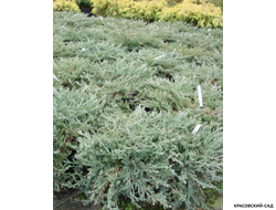 Можжевельник Юкон Белль - Yukon Belle