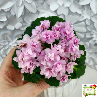 Goldilocks (L.Ray) (Голдилокс) (гёрл-лист с кроновой пестролистностью)