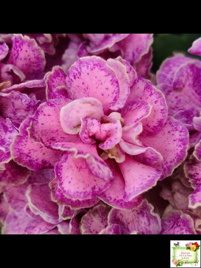 АВ-Шиповник (Фиалковод) 2021 г. (лист посажен 26.01.26)