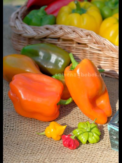 Перец сладкий Гюнстлинг, 10 шт