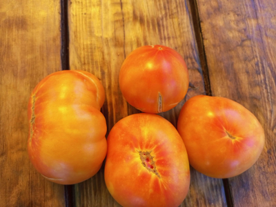 Томат Холли 12 (Holly’s 12)