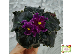 НК-Декамерон (Н.Козак) 2019 г. (лист с деткой посажен 12.07.25)