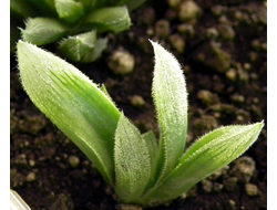 Haworthia cooperi v.venusta - укорененная детка