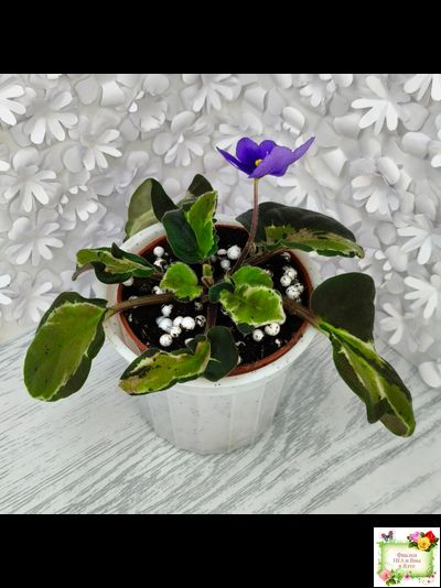 СФ-Томная Жозефина (С. Фатеева) листовая химера