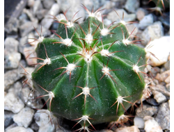 Melocactus schatzlii (D=15-18мм)