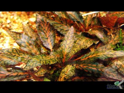 Криптокорина Зеленый Геккон