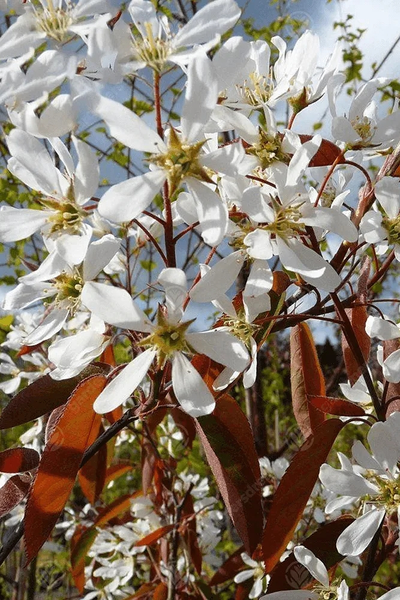 Ирга канадская Ламарка