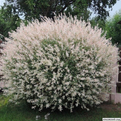 Ива Хакура-Нишики - Hakuro Nishiki