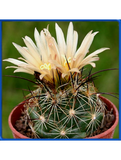 Coryphantha gladiispina SB 711