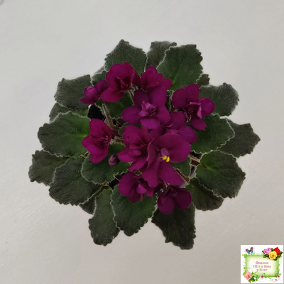 Jolly Fire (H.Pittman) (9715) 01/15/2007