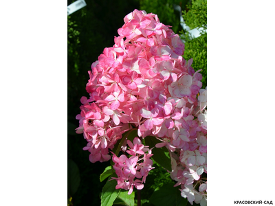 Гортензия метельчатая Сандей Фрайс