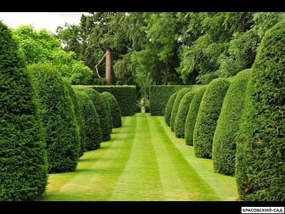 Туя Смарагд - Smaragd