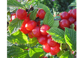 Вишня войлочная, 2года, ЗКС