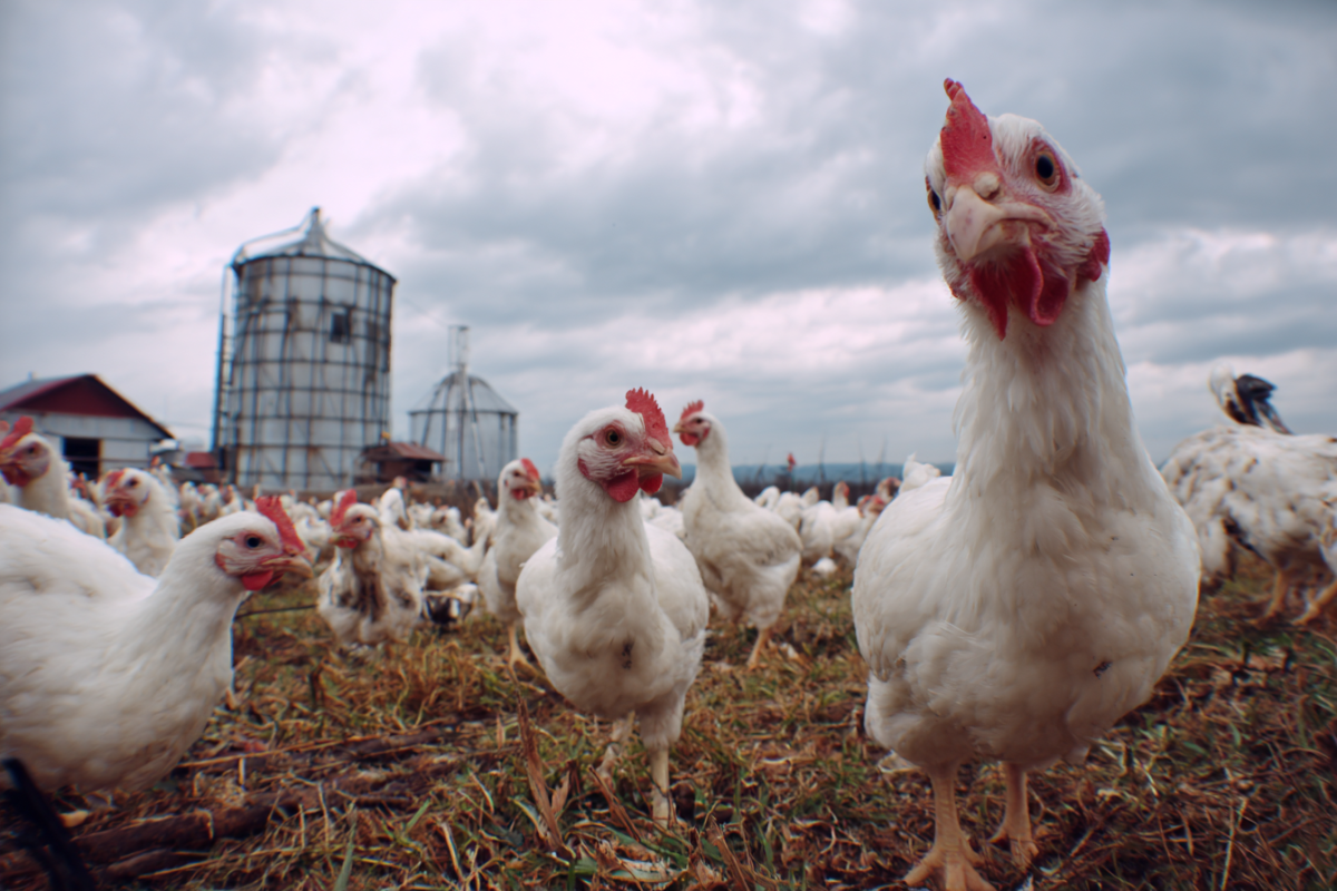 Самые разнообразные датчики и приборы нашли своё применение в каждом из важных направлений сельского