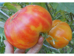 Томат Золотой ананас (Golden Pineapple)