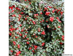 Кизильник Даммера Мэйджор - Major