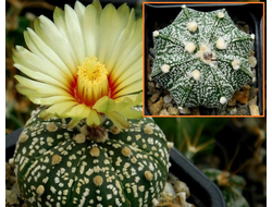 Astrophytum asterias hybr. Х A. CAPAS - 5 семян