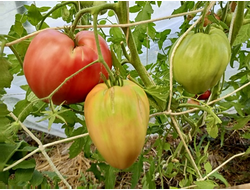 Томат Рабочий выпуск пасты (Work Release Paste)