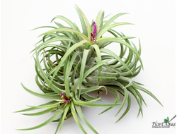 Тилландсия Ionantha bravo clump