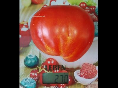 Томат 100 пудов