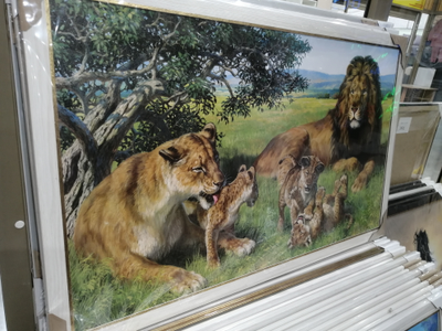 картина в раме 60 х 100 см  Львиный прайд