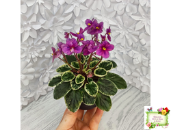 Mac's Coral Clackamas (G.McDonald) (стартер)