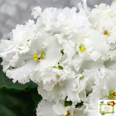 ML-Облако в Горах (Miniviolets Lux) 2022 г. (лист посажен 25.01.26)