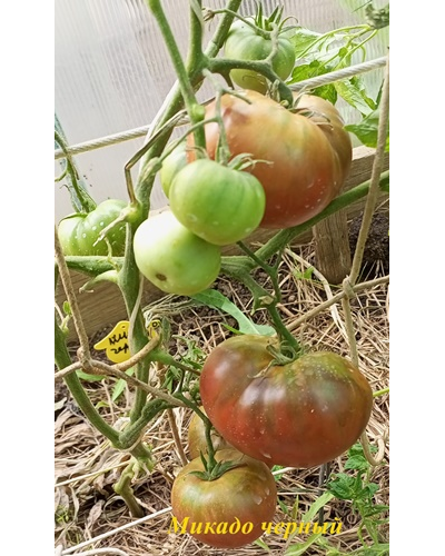 Томат Микадо черный