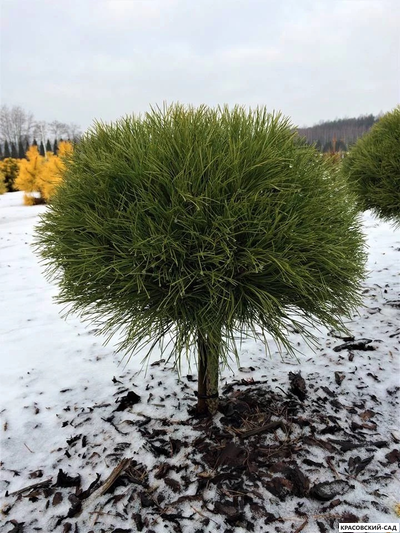 Сосна Мари Брегон - Marie Bregeon