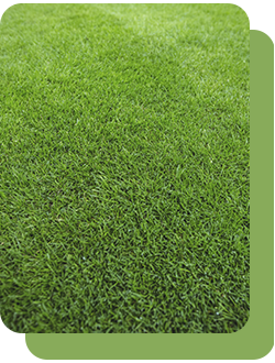 Семена газонных трав