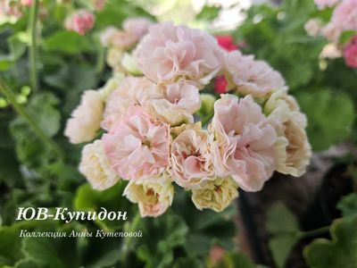 Пеларгония ЮВ_Купидон