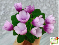 SimSim Tiny Bells (Alex Mayer) (детка)