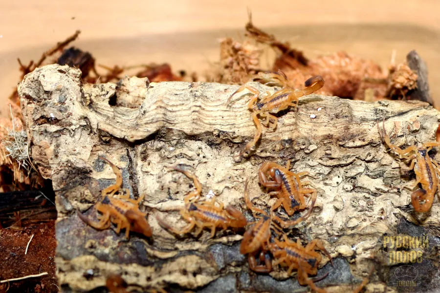 Скорпион Титус стигмурус, Тityus stigmurus