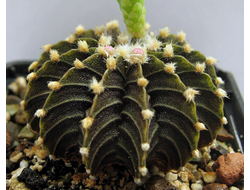 Gymnocalycium friedrichii LB 2178 - 5 семян