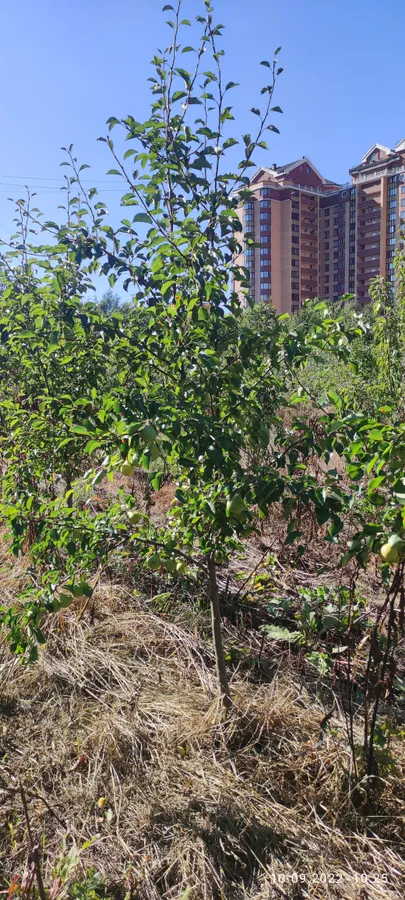 Плодовые деревья 5-7лет